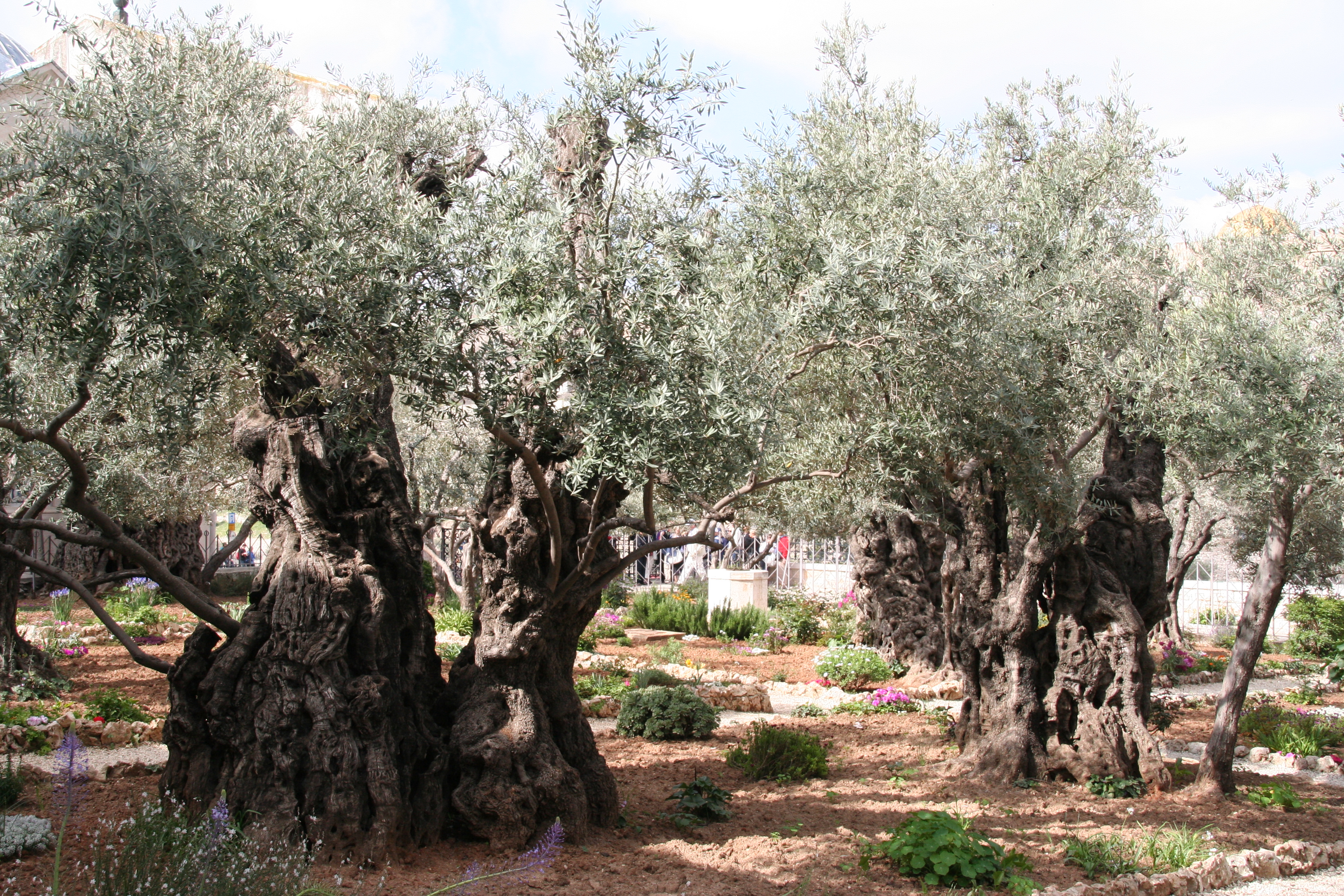 Oliventre i Getsemane
